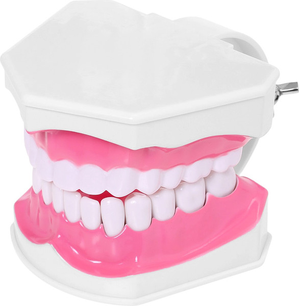 Изображение товара Научная игра Эврики Анатомия. Челюсть человека / 10726348