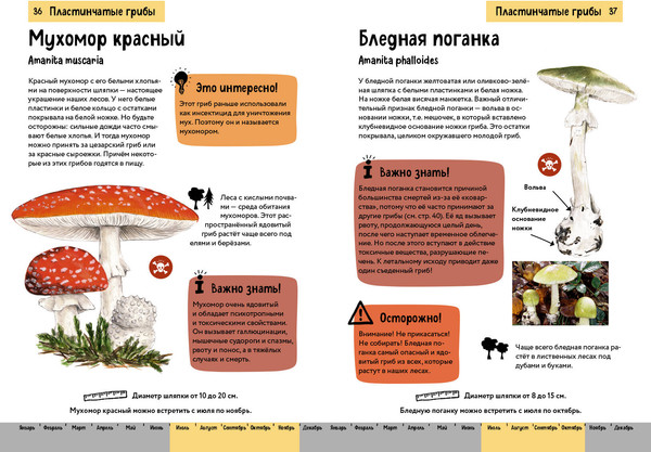 Изображение товара Энциклопедия Эксмо Грибы. Краткий иллюстрированный справочник (Офтринг Б. 9785041931452)