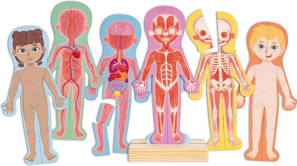 Изображение товара Развивающая игра Hape Умняша Строение тела человека / E1652_HP