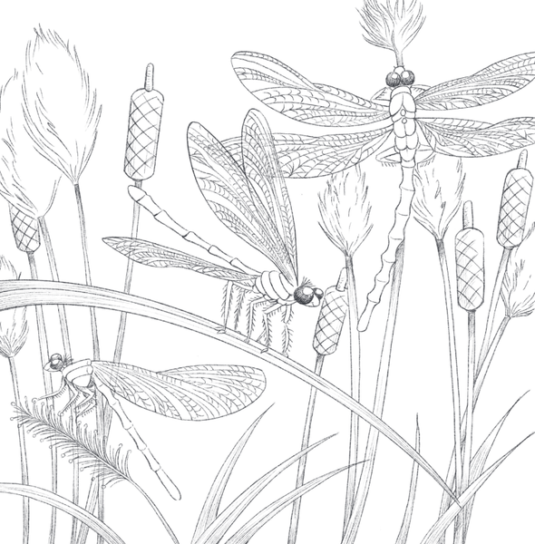 Изображение товара Раскраска Бомбора В объятиях природы, мягкая обложка (Дюфур Диана)