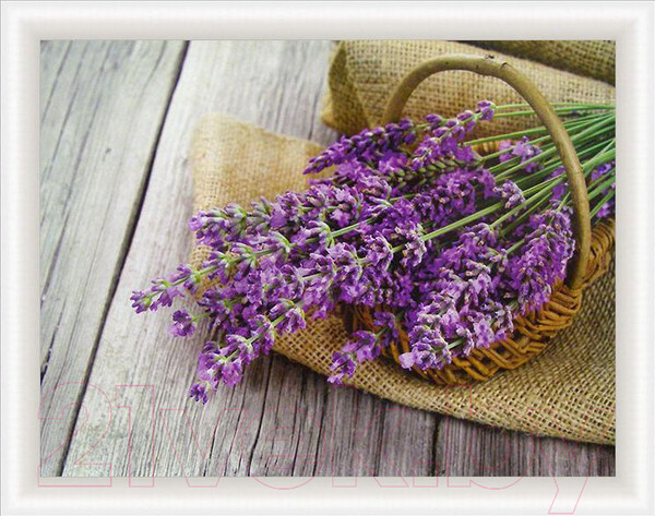 Изображение товара Картина Декарт Лаванда 8Л0351 (в раме)