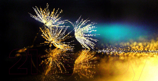 Изображение товара Картина Декарт Одуванчики 8Л1316 (в раме)