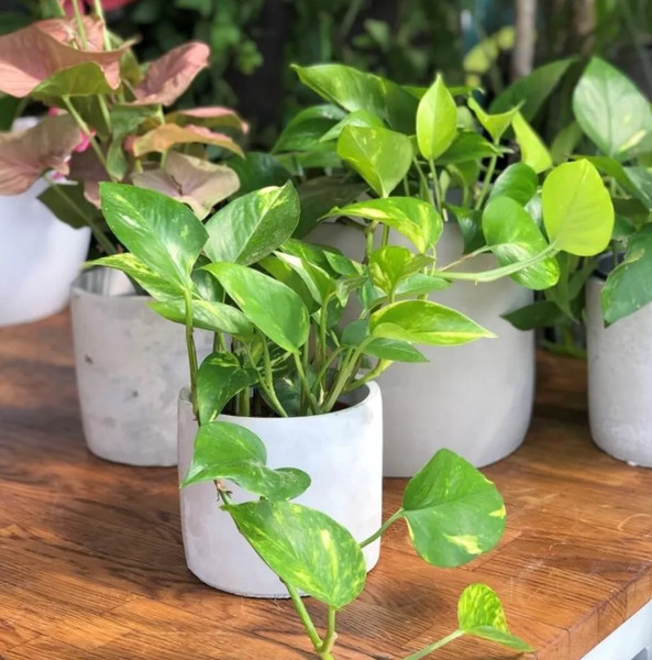 Изображение товара Кашпо Polnix 05.148.16