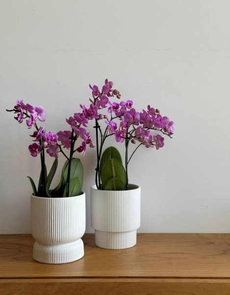 Изображение товара Кашпо Polnix 03.109.13