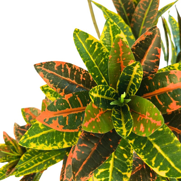 Изображение товара Искусственное растение GreenPark Кодиеум кротон / GP-042/150