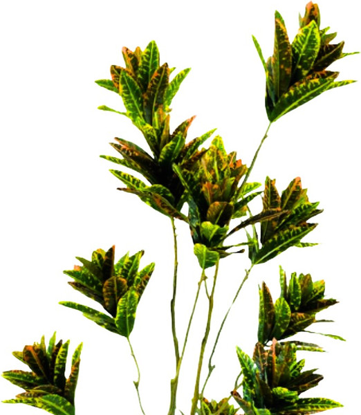 Изображение товара Искусственное растение GreenPark Кодиеум кротон / GP-042/150