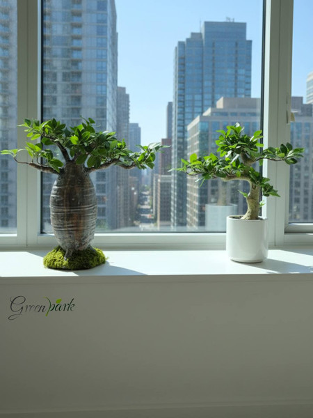 Изображение товара Искусственное растение GreenPark Бонсай баобаб со мхом / GP-058/050