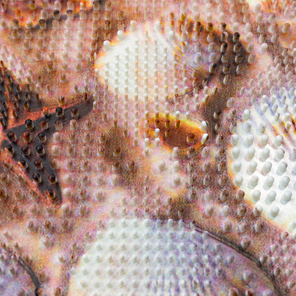 Изображение товара Коврик для ванной Вилина Впечатление. Ракушки / 7214 (40x60)