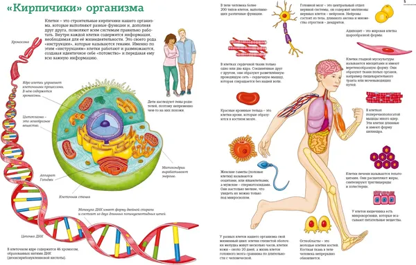 Изображение товара Энциклопедия Махаон Тело человека. Атлас анатомии в картинках (Барсотти Э. 9785389257986)