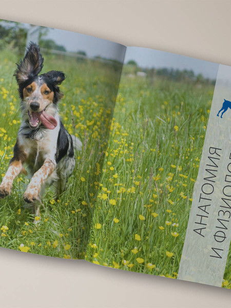 Изображение товара Энциклопедия Эксмо Собаки, твердая обложка (Шкляев Андрей)