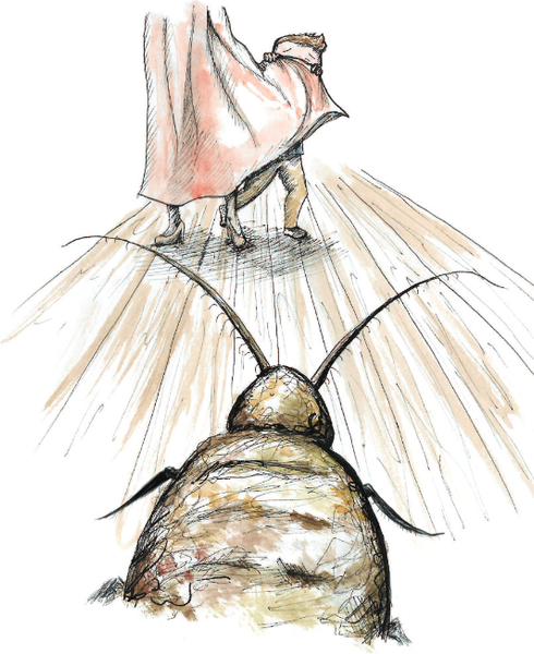 Изображение товара Книга Бомбора Мальчик и таракан, твердая обложка (Максвелл Мэттью)