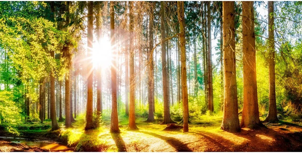 Изображение товара Фотообои листовые Citydecor Природа 149 (300x150см)