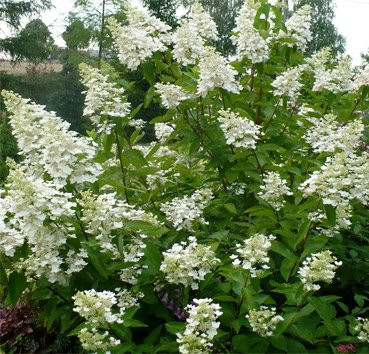 Изображение товара Саженец кустарника Красный клен Гортензия метельчатая Kyushu (20-40см)