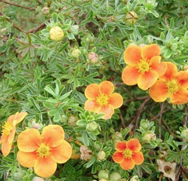 Изображение товара Саженец кустарника Красный клен Лапчатка кустарниковая Hopley's Orange (10-20см)