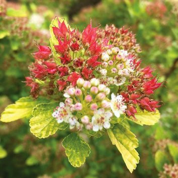 Изображение товара Саженец кустарника Красный клен Пузыреплодник калинолистный Magical Raspb. Lemonade (60-80см)