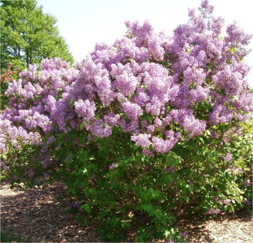 Изображение товара Саженец кустарника Красный клен Сирень обыкновенная Belle de Nancy (20-40см)