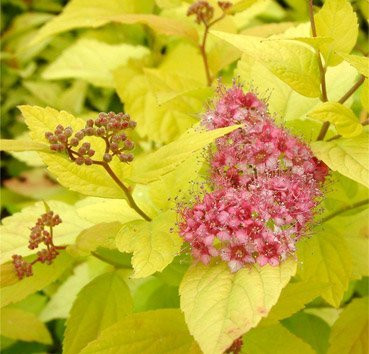 Изображение товара Саженец кустарника Красный клен Спирея японская Candlelight (20-30см)