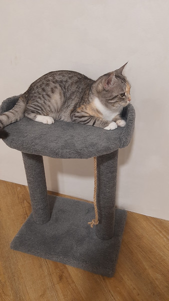 Изображение товара Лежанка-когтеточка Cat House С овальной полкой Лайт 0.55 (ковролин серый)