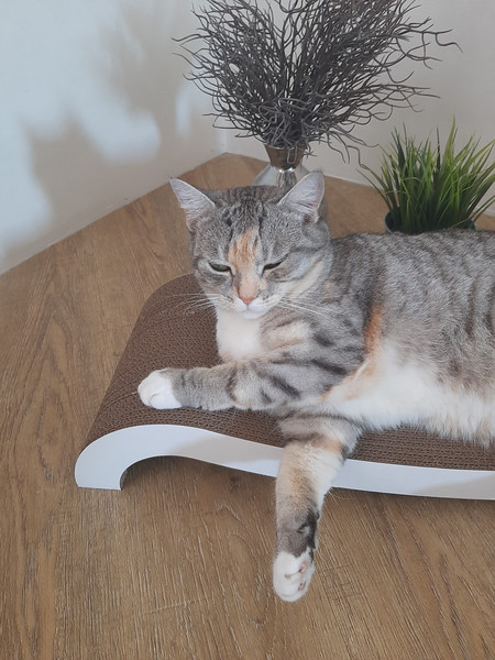 Изображение товара Когтеточка Cat House Мостик М