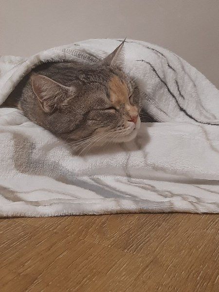 Изображение товара Подстилка для животных Cat House Прямоугольная M (50x70)