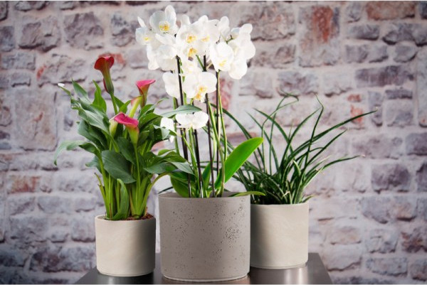 Изображение товара Кашпо Cermax 241-210-121-010 (коричневый)