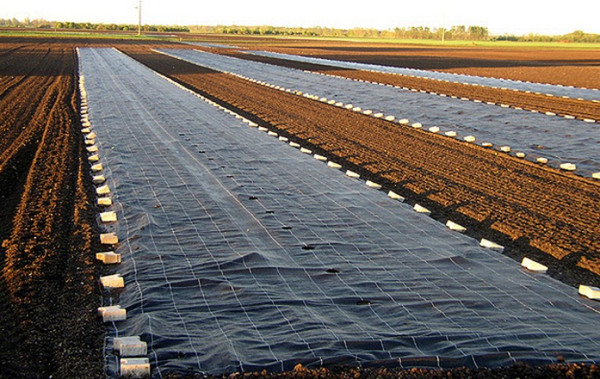 Изображение товара Укрывной материал Arrigoni Агроткань ИТ 1.05х10м (черный/зеленый)