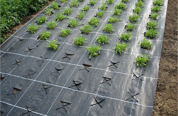 Изображение товара Укрывной материал Arrigoni Агроткань ИТ 1.05х10м (черный/зеленый)