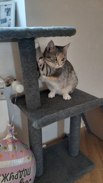 Изображение товара Комплекс для кошек Cat House Молния Лайт 0.83 (ковролин серый)