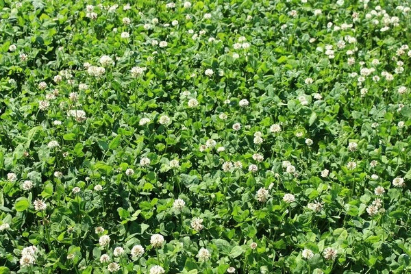 Изображение товара Семена газонной травы Feldsaaten Freudenberger Клевер ползучий Юра (1кг)