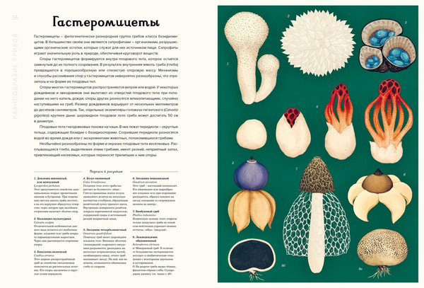 Изображение товара Энциклопедия Махаон Грибариум, твердая обложка (Хауксворт Дэвид, Сьюз Лора, Кой Пепейн)