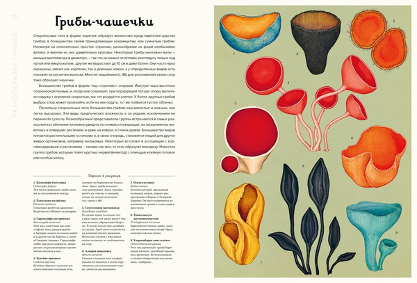 Изображение товара Энциклопедия Махаон Грибариум, твердая обложка (Хауксворт Дэвид, Сьюз Лора, Кой Пепейн)