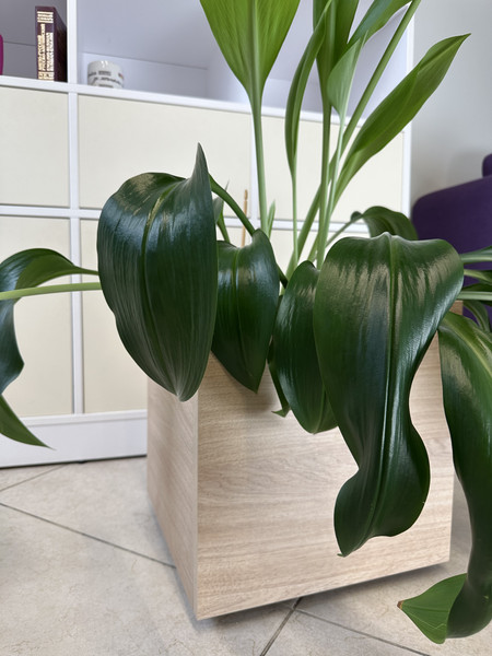 Изображение товара Журнальный столик ML Smart Group Ислочь 35x35x35см / Is_H3170ST12 (дуб кендал натуральный)