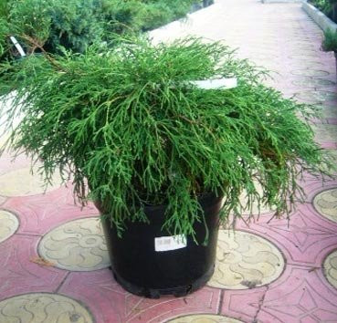 Изображение товара Саженец кустарника Красный клен Кипарисовик горохоплодный Filifera Nana (20-30см)