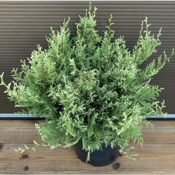 Изображение товара Саженец кустарника Красный клен Кипарисовик горохоплодный White Beauty  (40-60см)