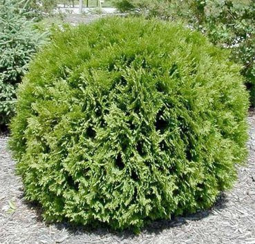 Изображение товара Саженец кустарника Красный клен Туя западная Woodwardii (40-60см)