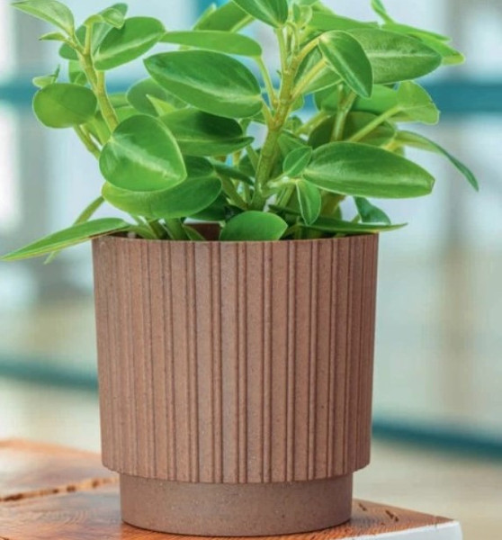 Изображение товара Кашпо Formplastic Mika Cyli Petit Eco Wood 5360-078 (дерево)