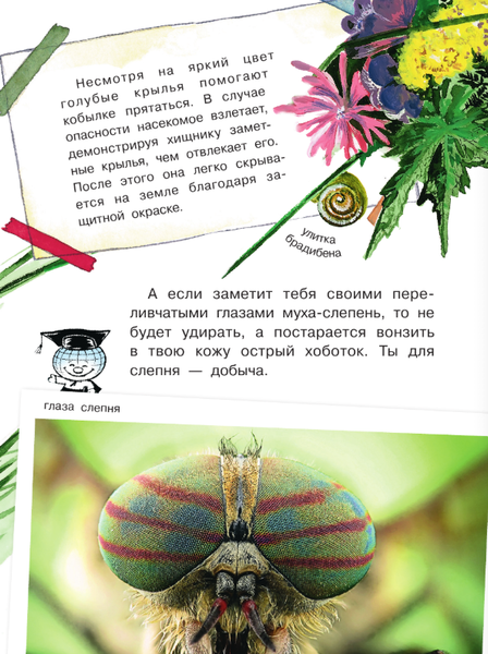 Изображение товара Энциклопедия АСТ Кто как видит? Мягкая обложка (Танасийчук Виталий)