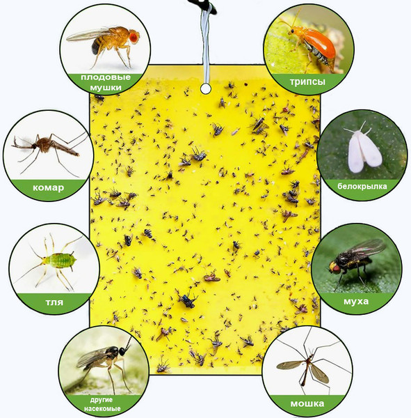Изображение товара Ловушка для насекомых BOTANICA для теплиц лист 20x10см (20шт)