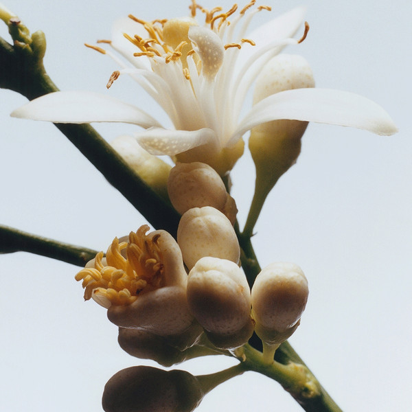 Изображение товара Одеколон Jo Malone Orange Blossom (100мл)