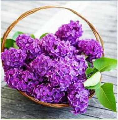 Изображение товара Набор алмазной вышивки Centrum Сирень / 87143