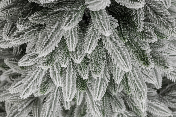 Изображение товара Ель искусственная Ёлушка Донская заснеженная / ЕДОНЗ 15 (1.5м, подставка пластик)