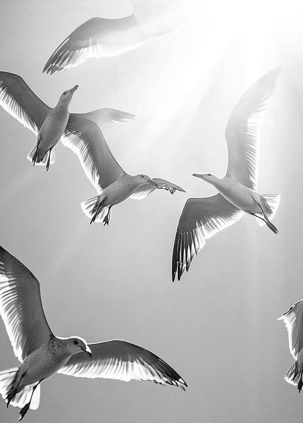 Изображение товара Картина на стекле Stamprint Чайки AN026 (70х50см)