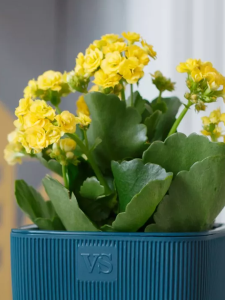 Изображение товара Кашпо VipSet Фабио с дренажной системой (4.7л, синий)