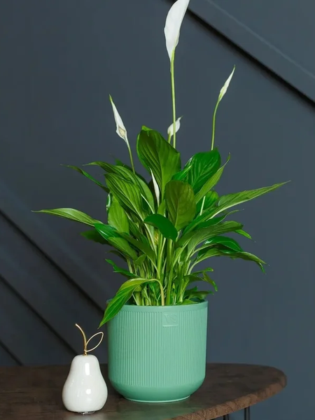 Изображение товара Кашпо VipSet Росси с дренажной системой (4.4л, зеленый)