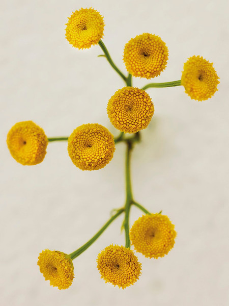 Изображение товара Парфюмерная вода Chloe Atelier des Fleurs Immortelle (150мл)