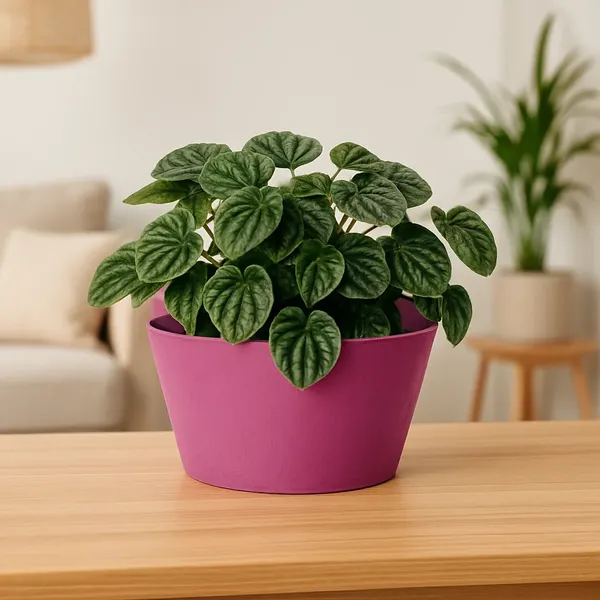 Изображение товара Вазон Multy Home Octavia EU5100538 (вереск)