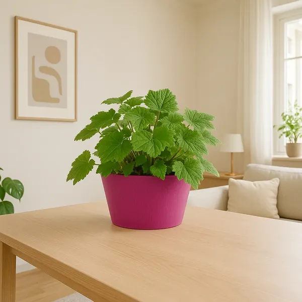 Изображение товара Вазон Multy Home Octavia EU5100538 (вереск)