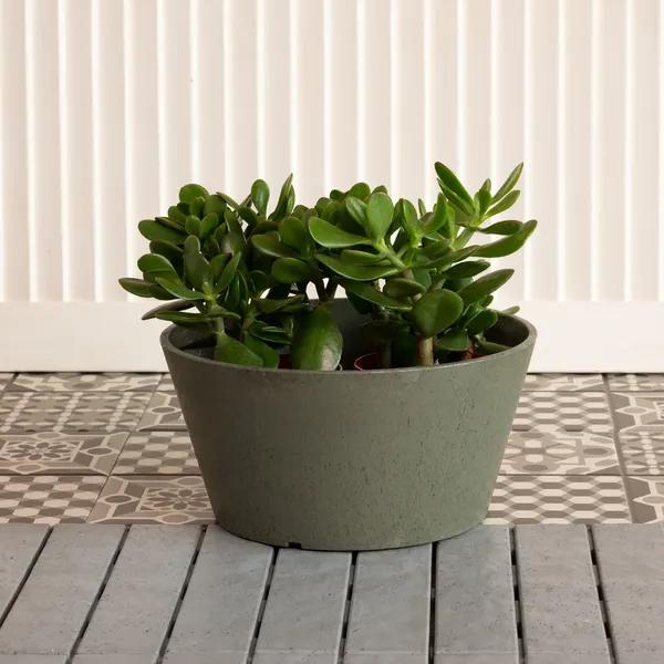 Изображение товара Вазон Multy Home Octavia EU5100412 (цветущий)