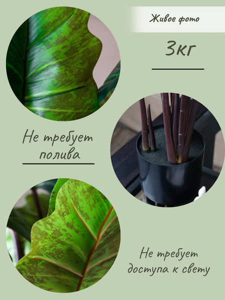 Изображение товара Искусственное растение Merry Bear Home Decor Алоказия / KD4801-80-22