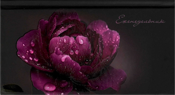 Изображение товара Еженедельник Феникс+ Пион / 71560